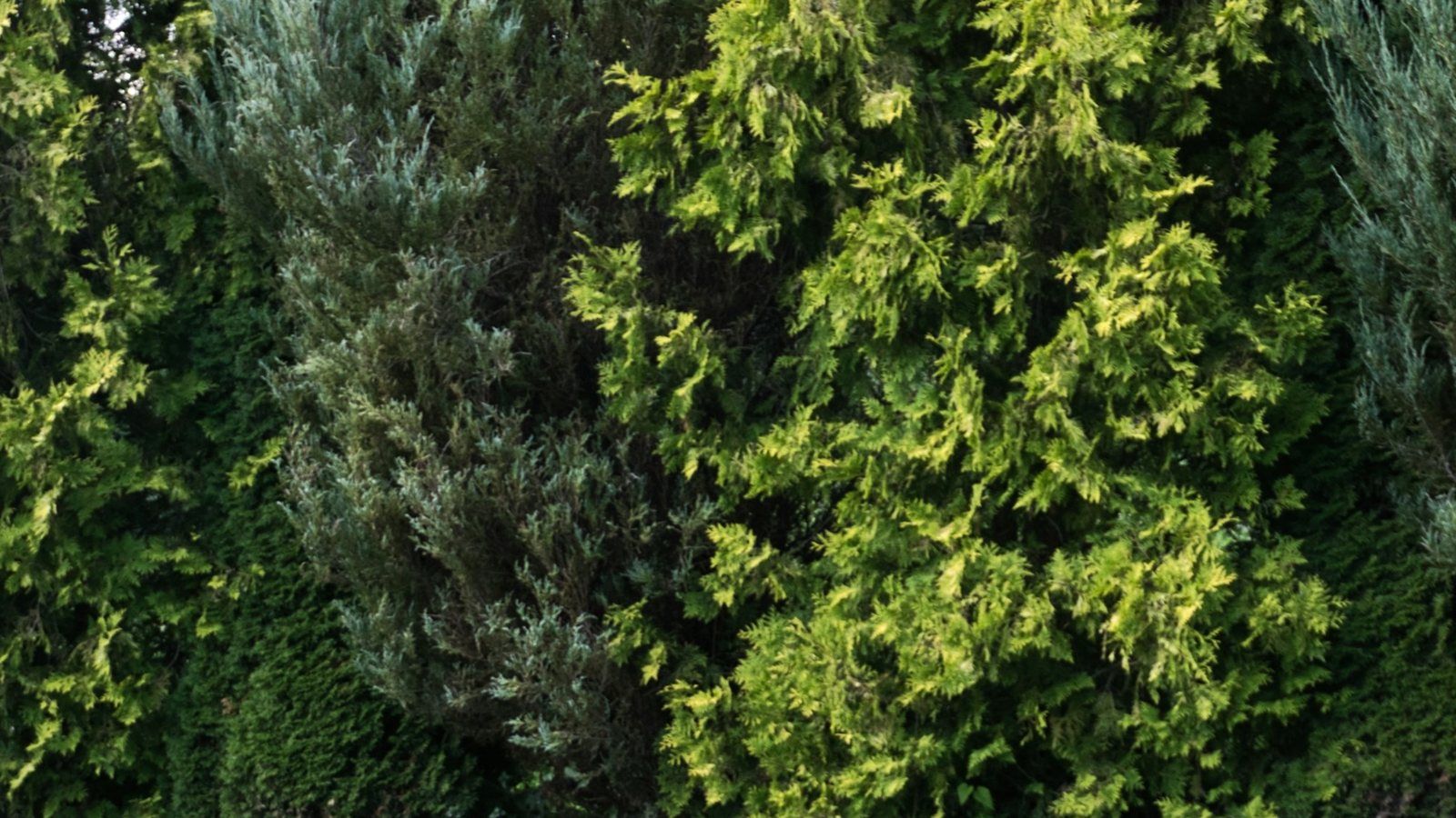 A dense arborvitae privacy hedge with full green foliage from top to bottom, the condition a protected screen holds through winter