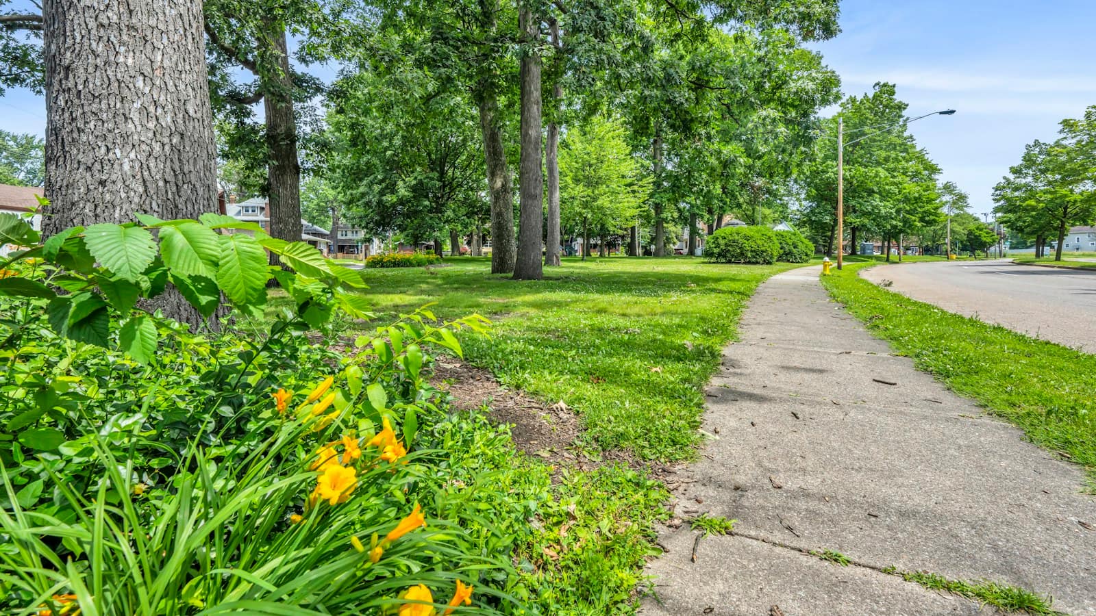 A maintained common area with mature shade trees, mown turf, shrub beds and a daylily planting along the sidewalk of a residential street