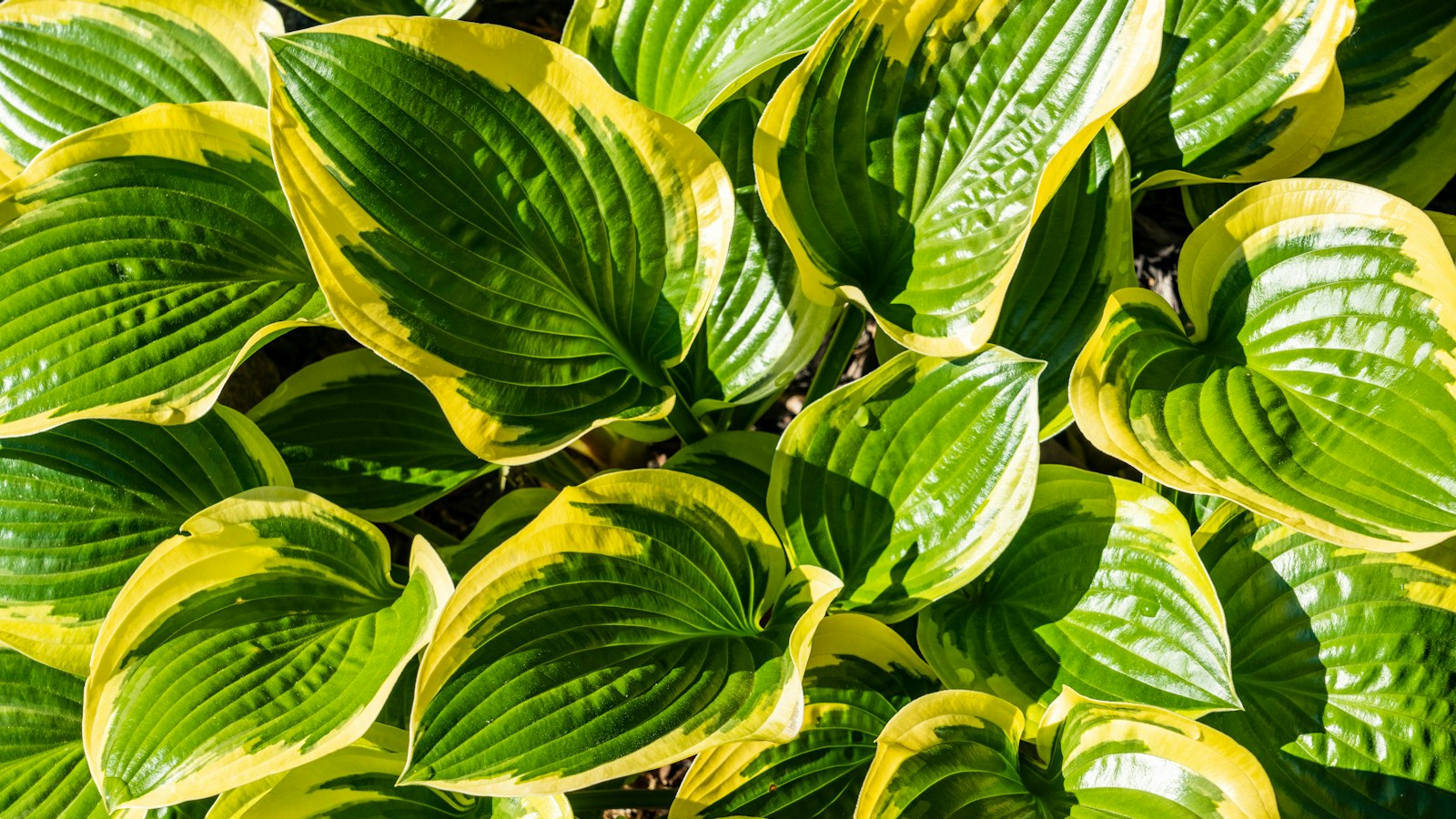 A dense clump of healthy variegated hosta leaves with no browsing damage, the condition a treated hosta bed holds through the season