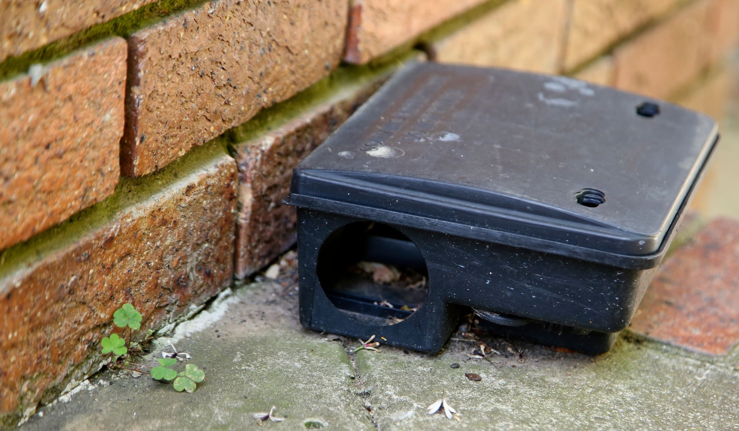 A tamper-resistant rodent bait station set against a brick foundation wall