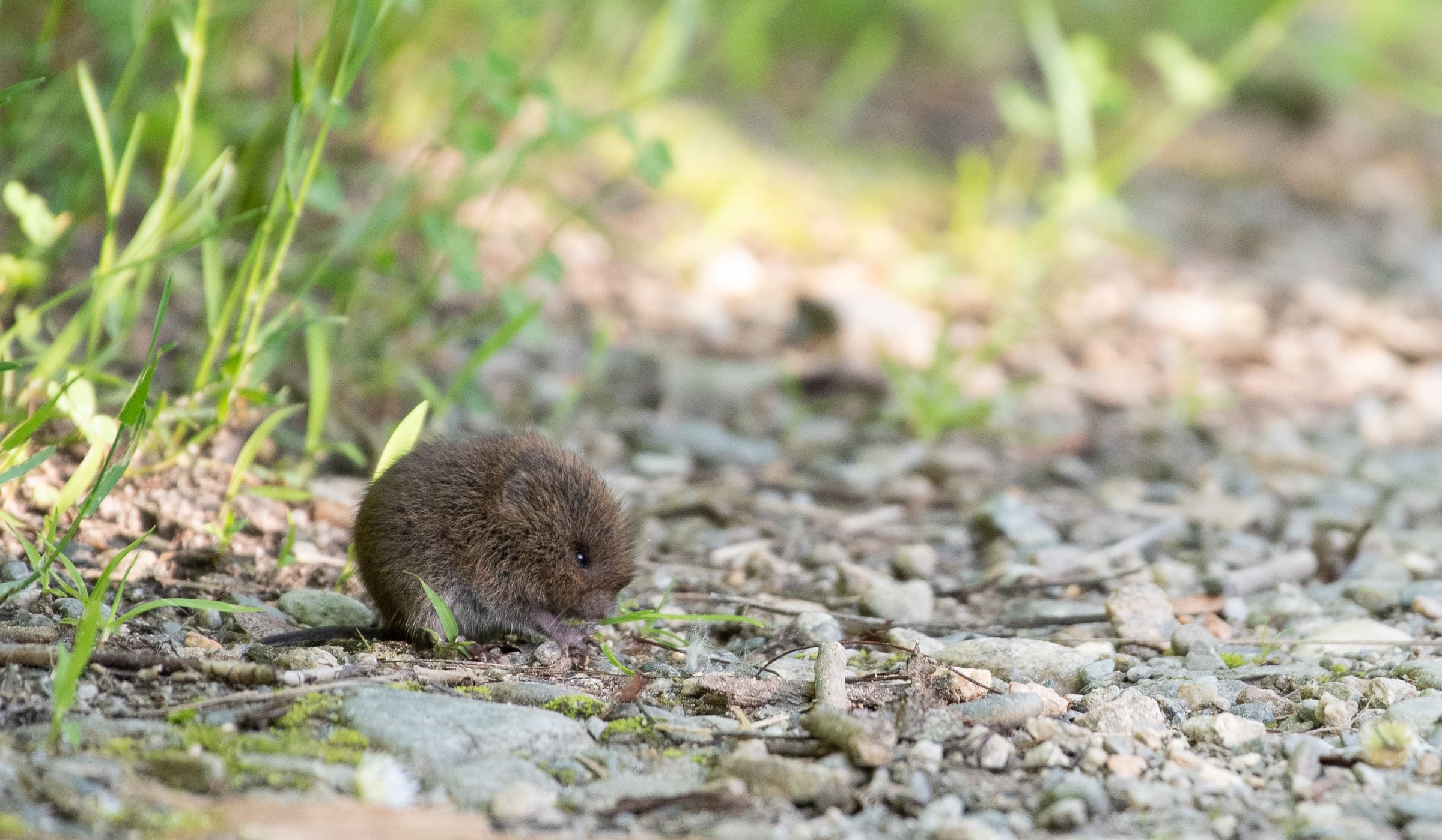 A meadow vole at the edge of a lawn, the small rodent behind runway and root damage