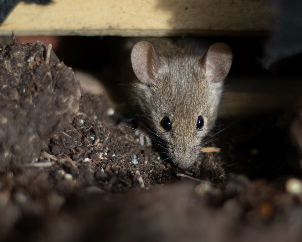 A house mouse at the edge of a garden bed beside a home foundation
