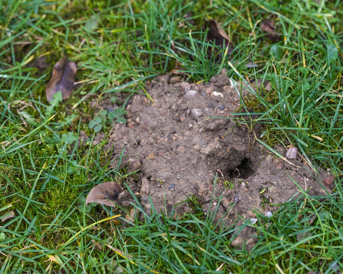 A burrow hole and loose soil in a lawn, a common sign of small rodent activity